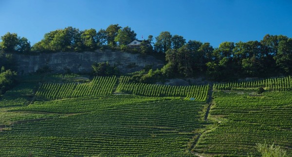 Rebberg Seiniger Tisch.jpg